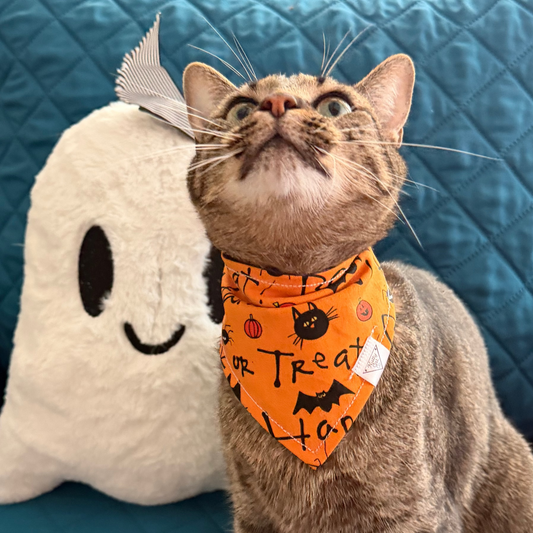 The Best Halloween Bandanas for Cats (And How to Style Them)